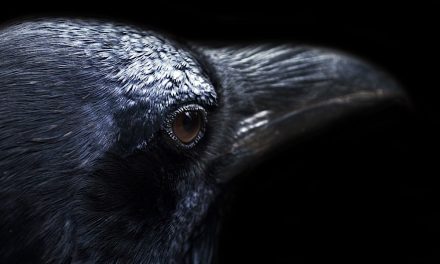 Raven’s Judgment